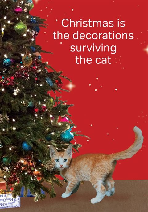 CATH TATE CARDS - The Cat - Christmas Card