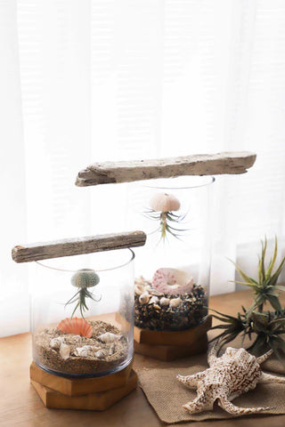 GLASS CYLINDER ON WOODEN BASE  SMALL