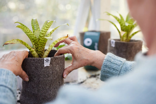 THE WOOL POT - 3 pack Medium