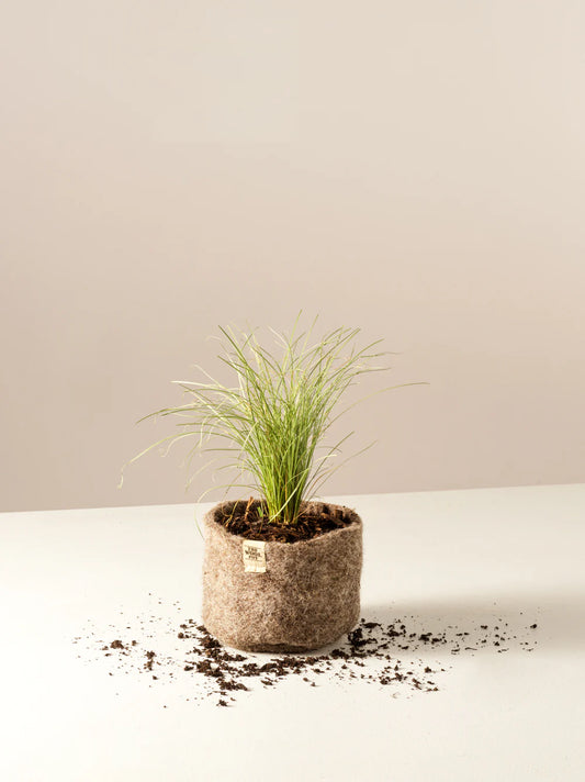 THE WOOL POT - 3 pack Small